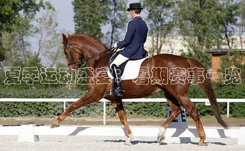 夏季运动盛宴：暑期赛事一览