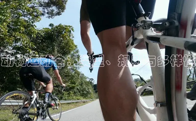 动物运动会：类型、规则与多样性